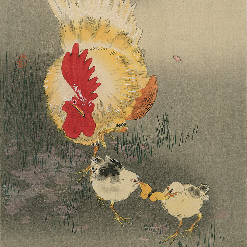 Rooster and two chiks fighting for a butterfly