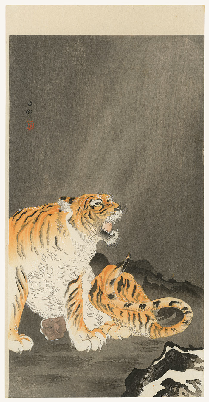 Roaring tiger near rocks