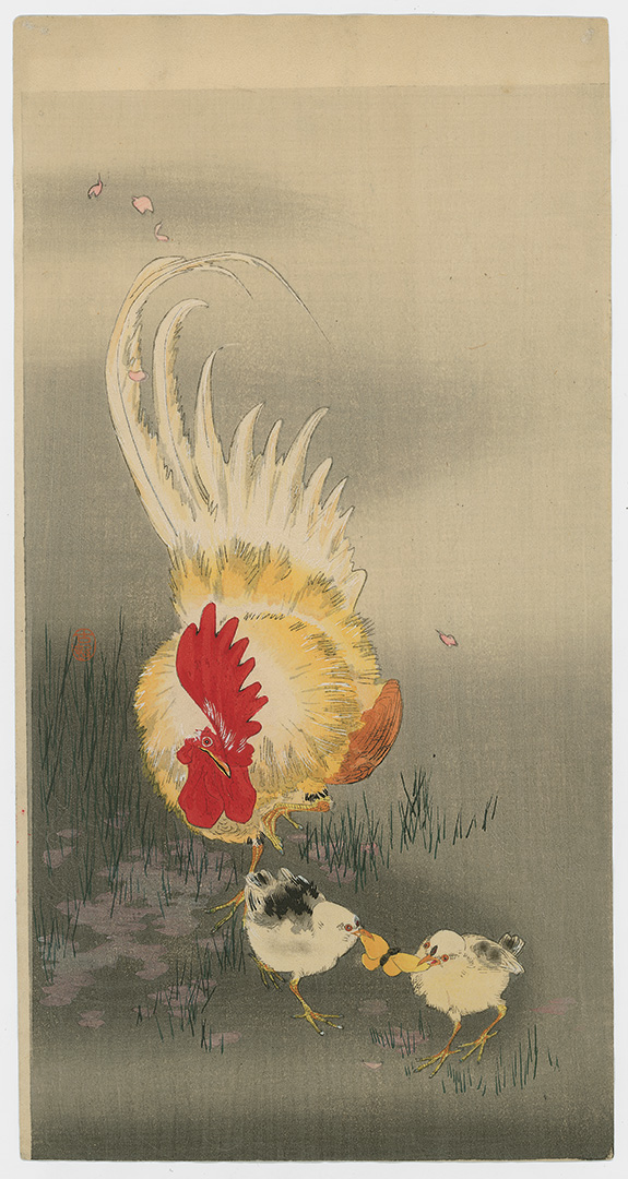 Rooster and two chiks fighting for a butterfly